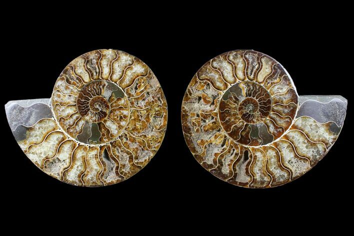 Cut & Polished Ammonite Fossil - Agatized #88171
